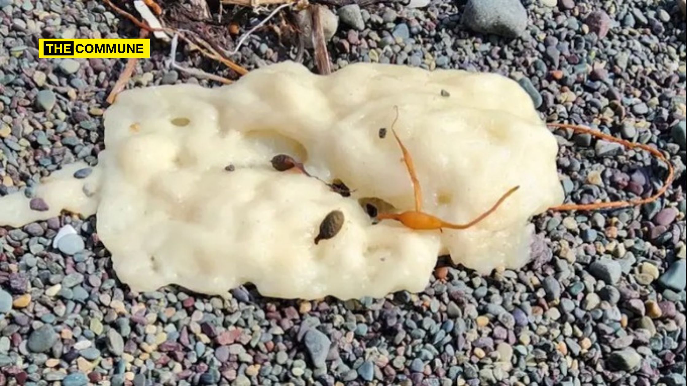 Mysterious White Blobs Wash Up On Beaches In Canada