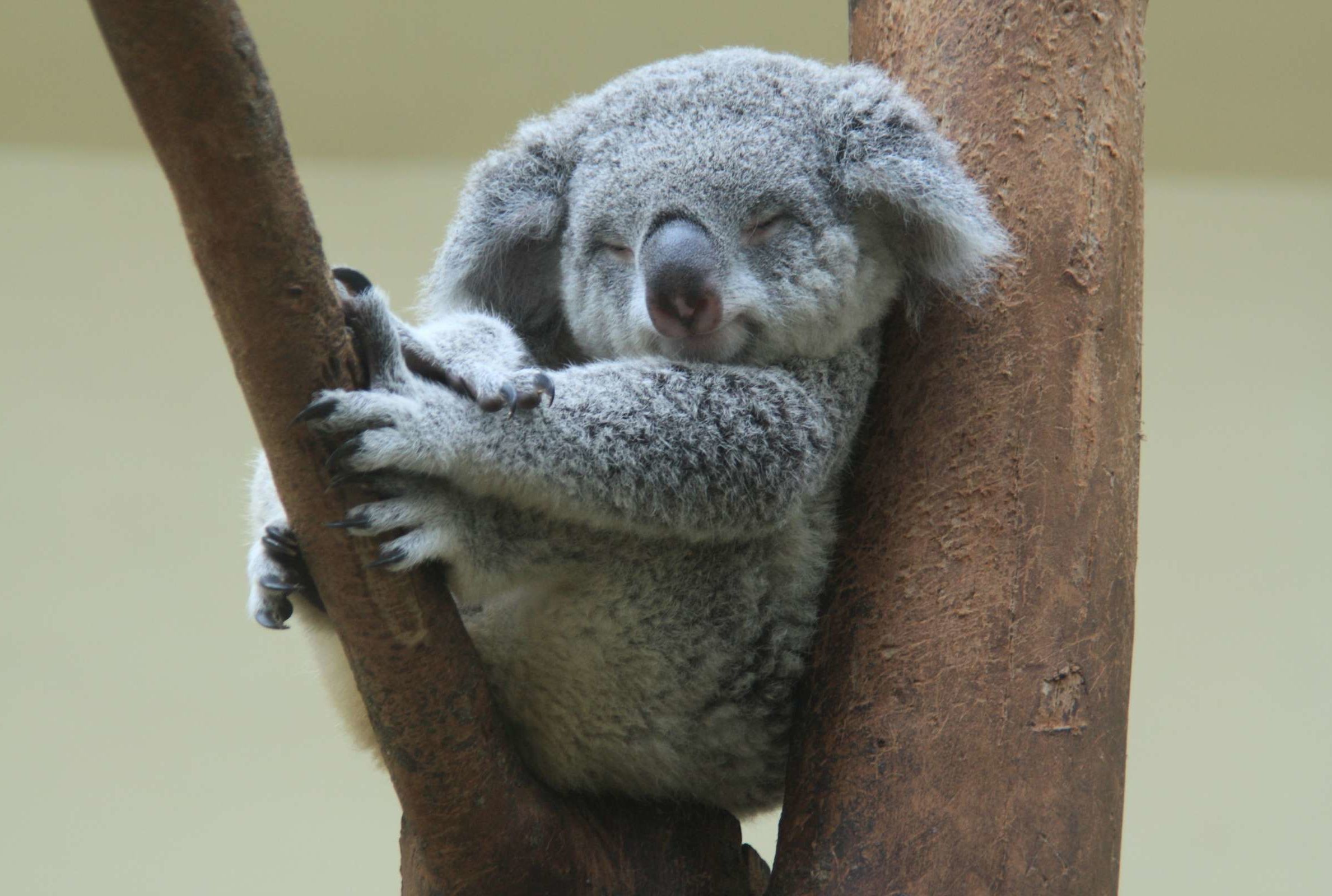 Koala bears at the risk of being extinct by 2050 - The Commune