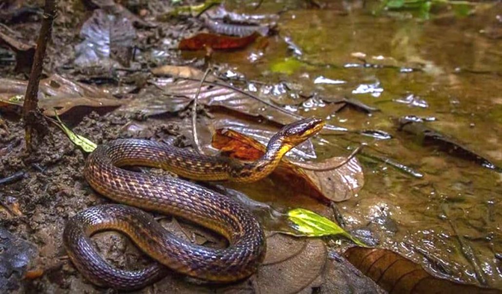 Assam Keelback spotted after 129 years