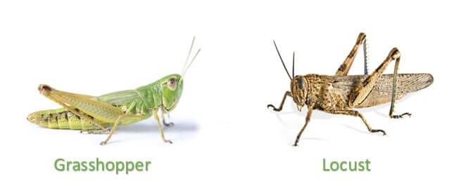 Locust vs grasshopper