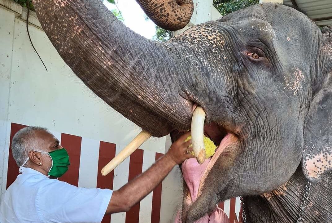 Is PETA trying to oust the elephant at Puducherry Manakula Vinayagar Temple?