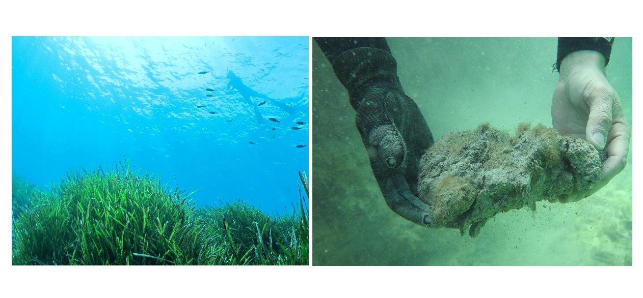 New study points out at the need for seagrass preservation