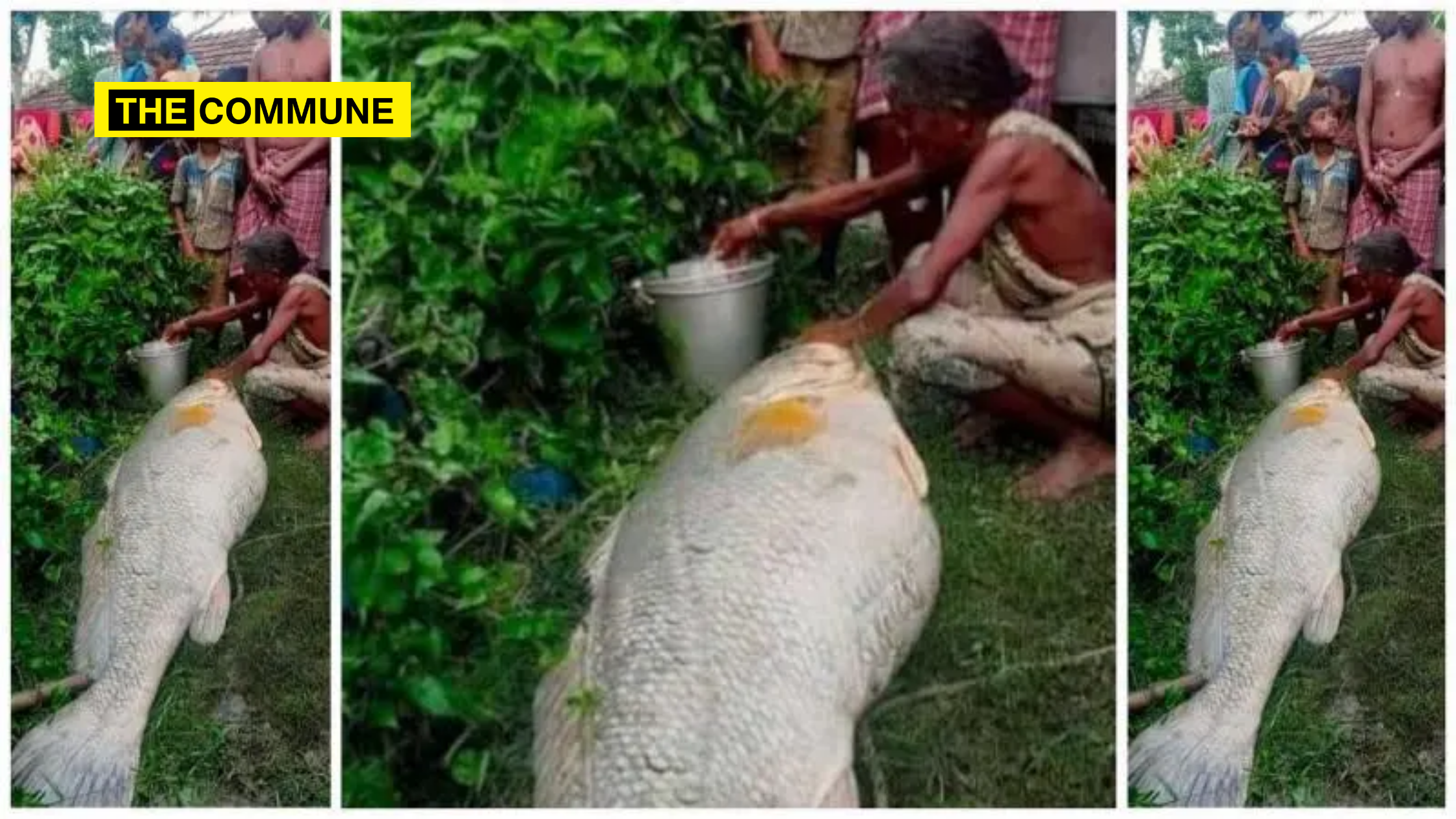 Bengali woman captures 52kg fish, becomes rich overnight