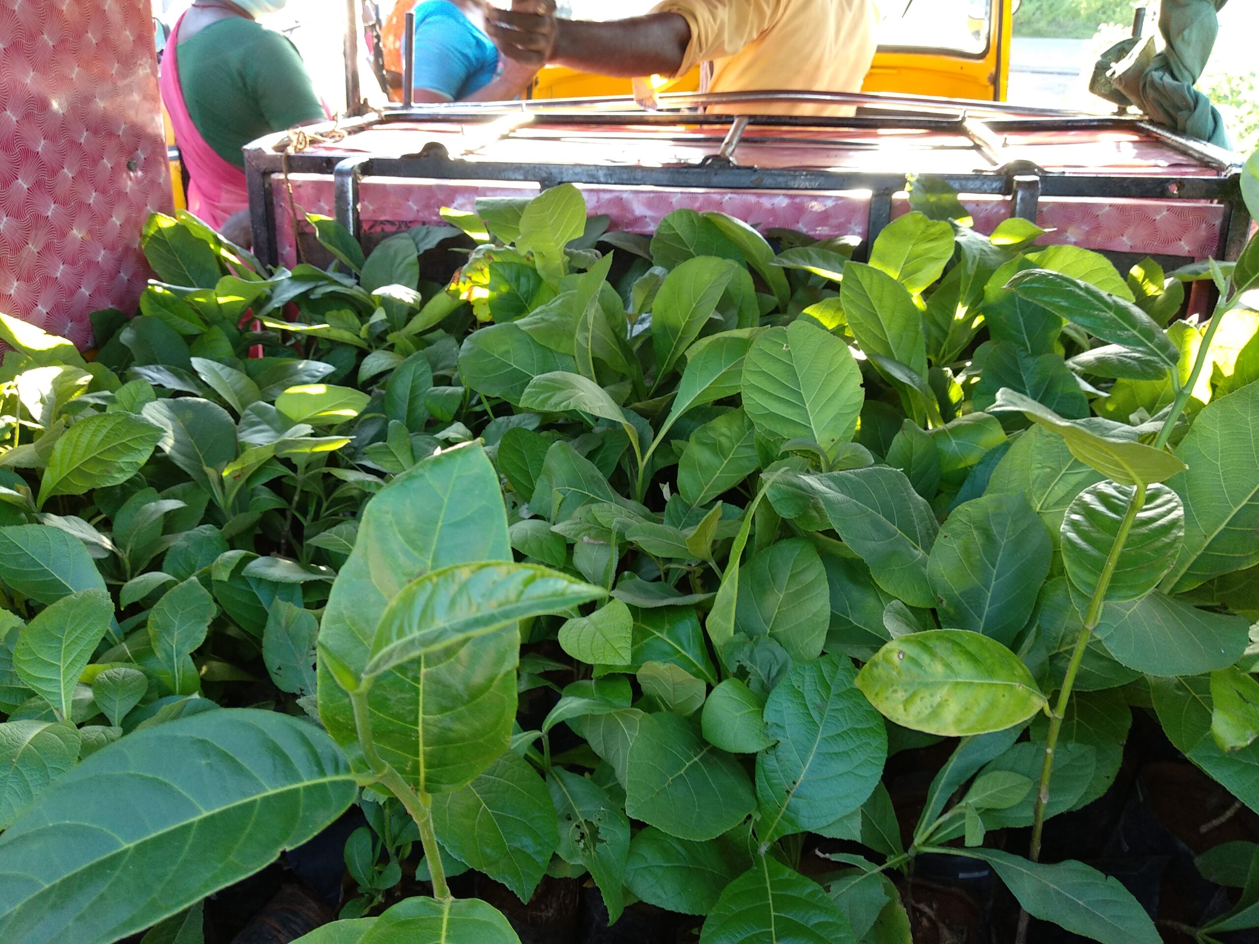 1 lakh saplings to be planted in Dindigul as a part of Cauvery Calling movement