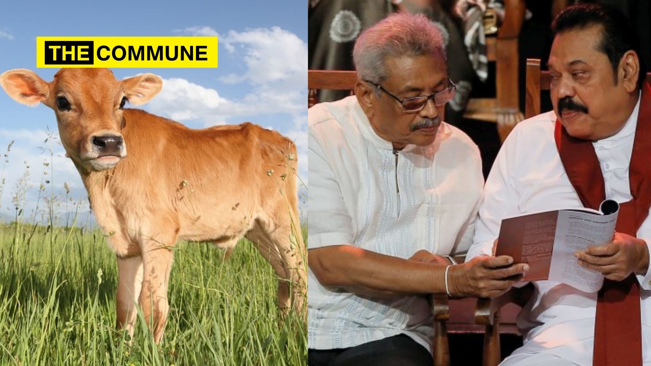 Sri Lanka set to ban cow slaughter, PM Mahinda Rajapaksa’s party approves proposal