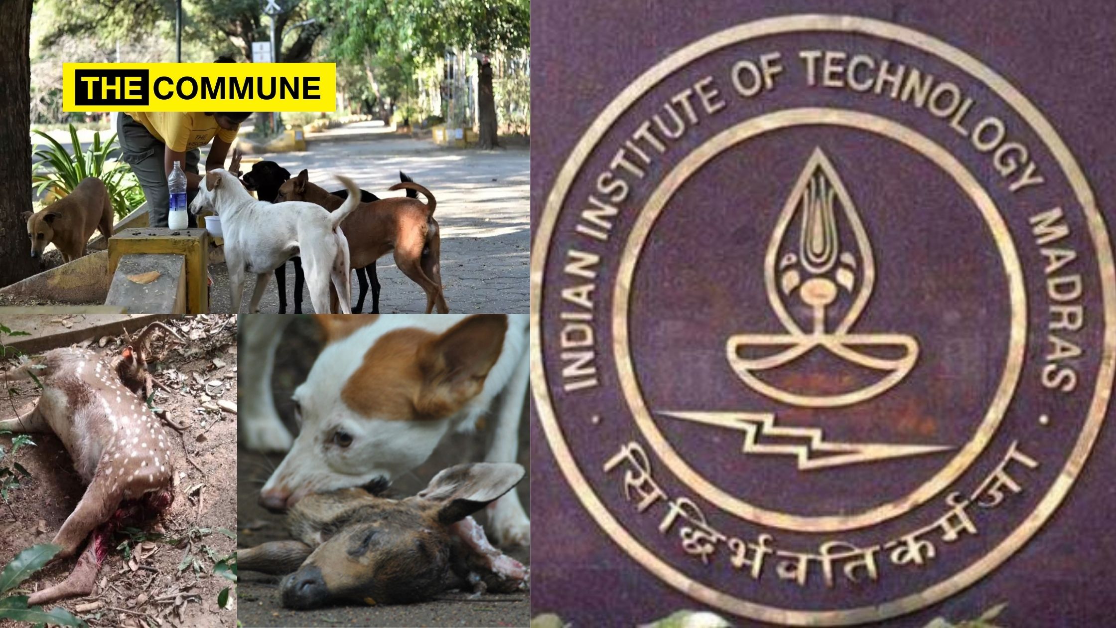 The stray dogs menace at IIT-Madras: Deers in campus dying due to stray dogs  fed by 'dog-lovers' - The Commune