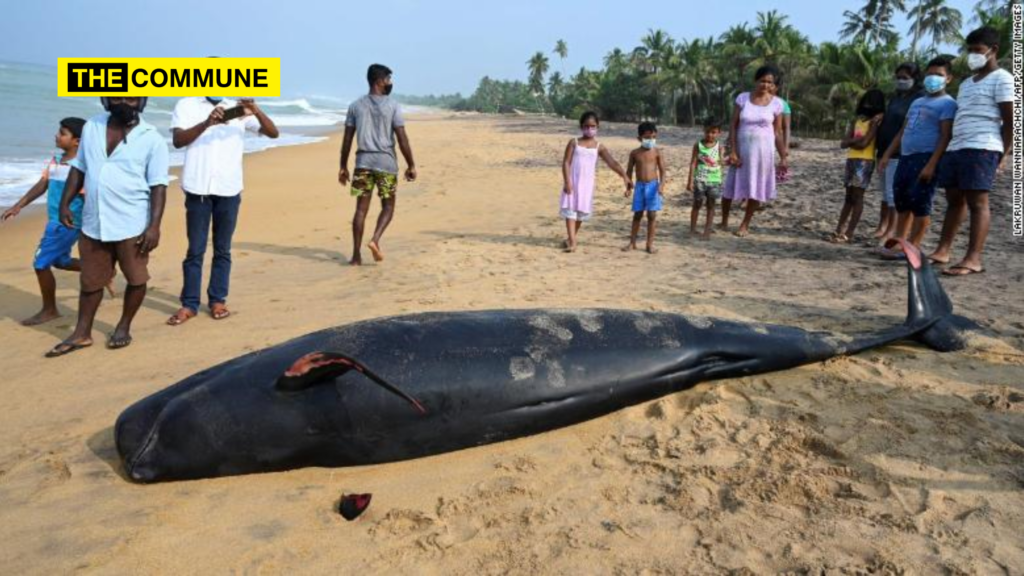 More than 100 mysteriously stranded whales in Sri Lanka rescued - The