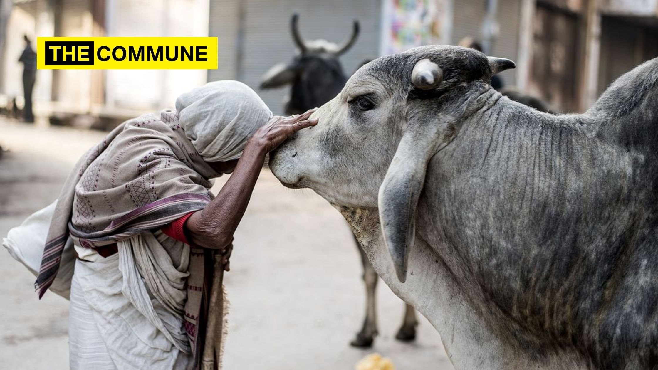 Cows found mutilated in Delhi, locals allege police of cover up