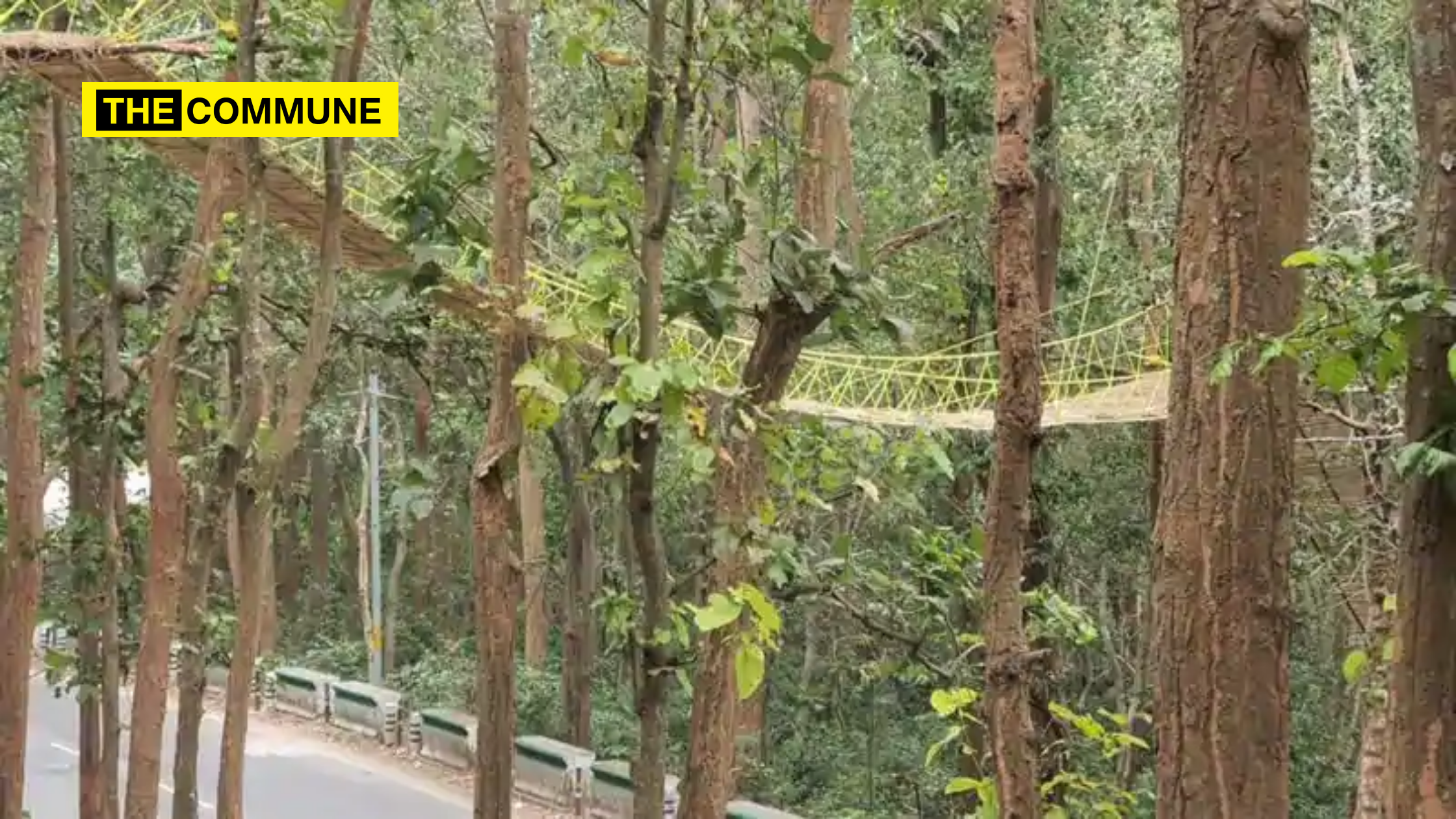 Bridge for reptiles to cross the road built in Uttarakhand
