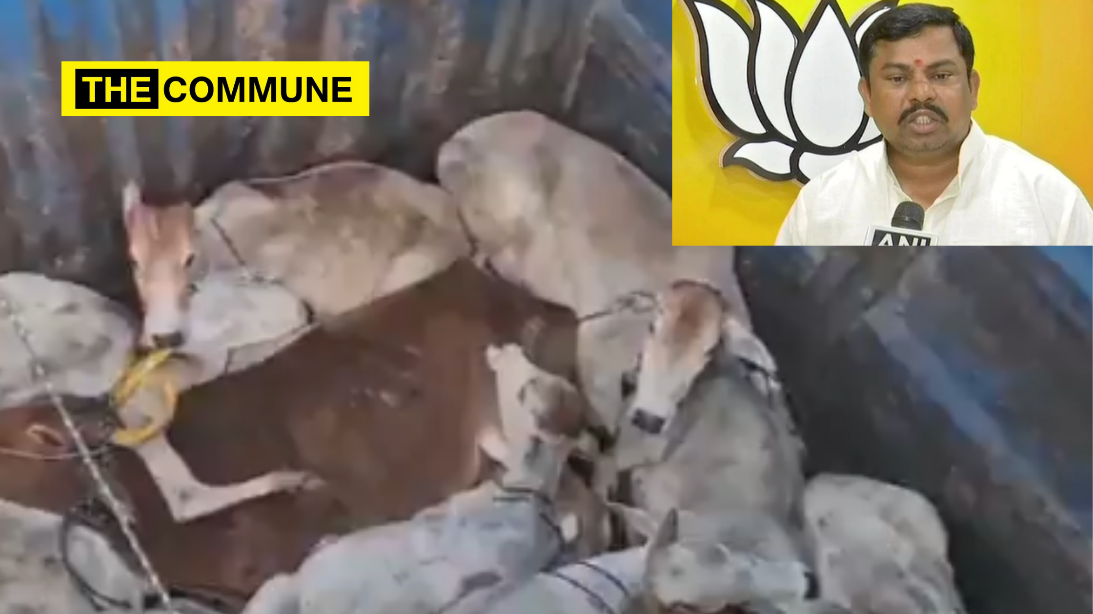 Hyderabad: BJP MLA rescues truckload of cows from the clutches of smugglers