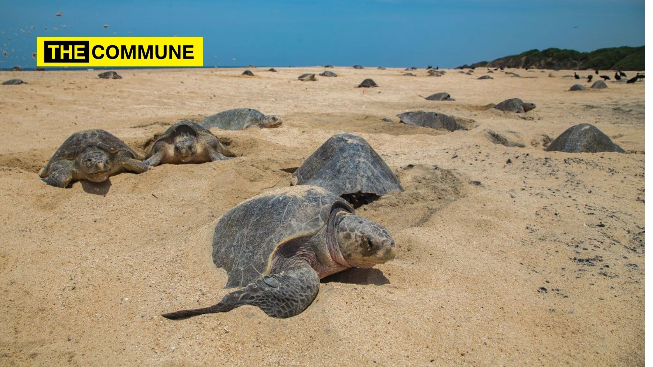 Massive turtle hatching observed in Brazil