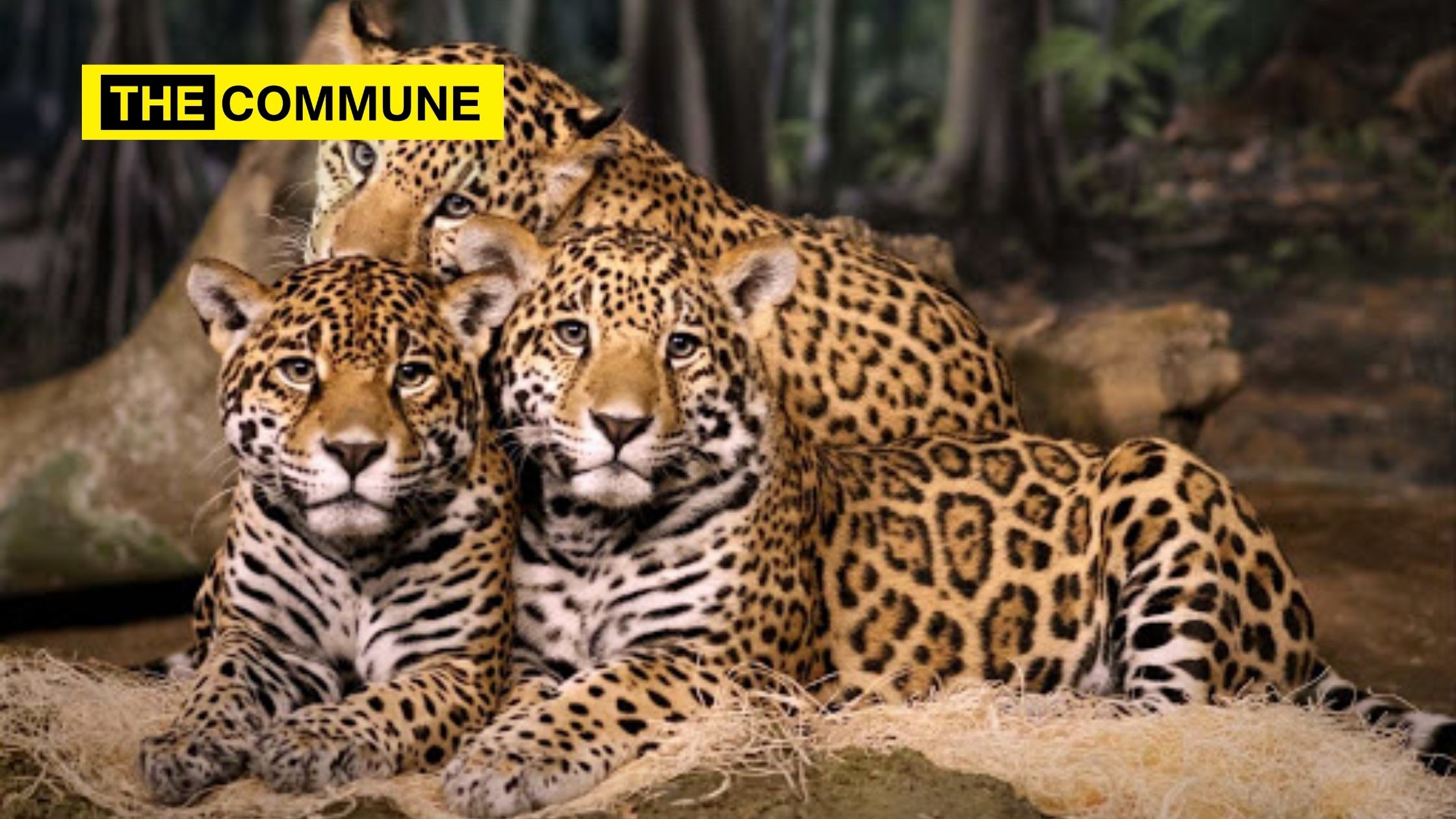 India's leopard population sees 60 rise The Commune