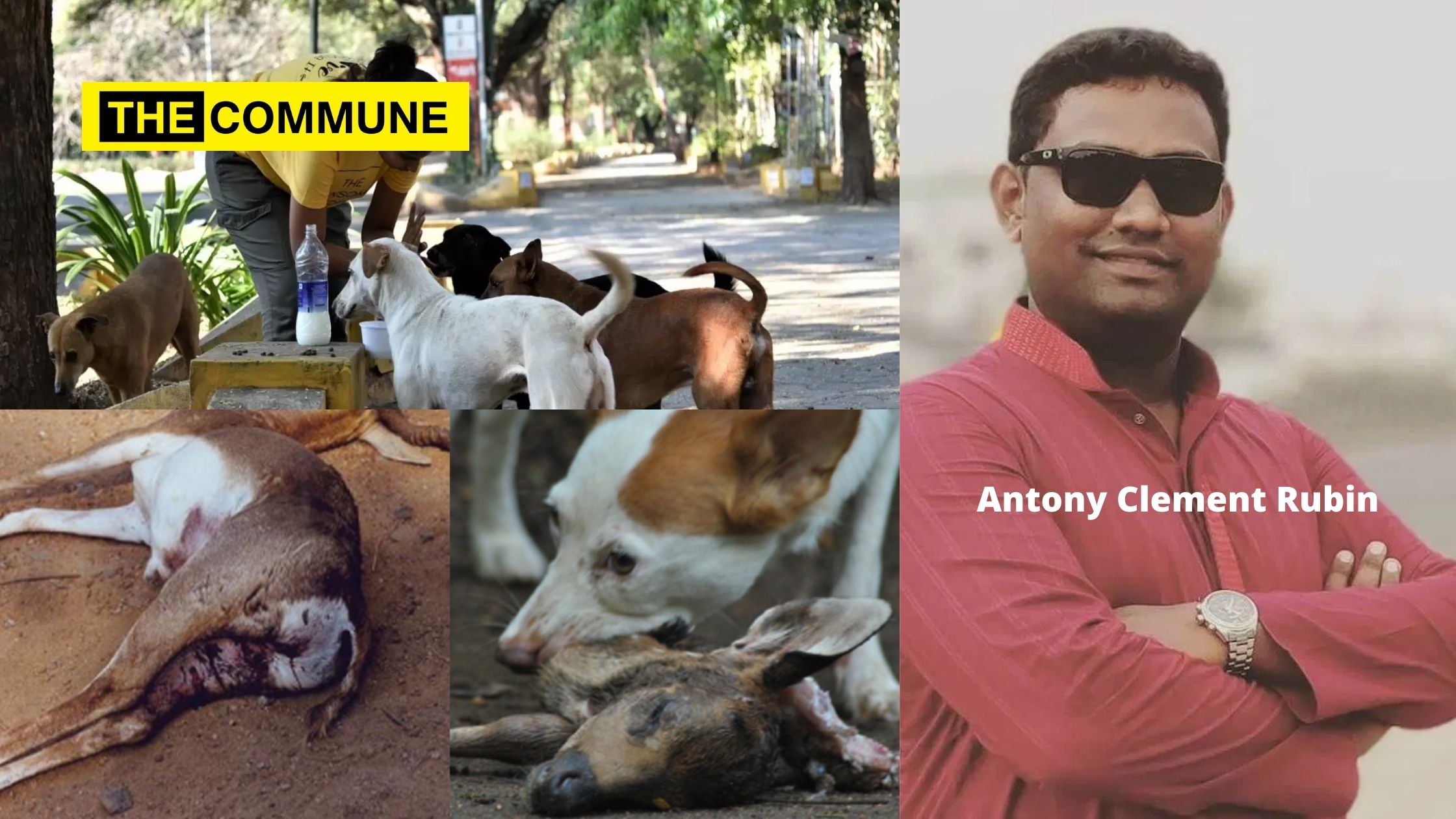 Stray dogs sabotaging IIT-M’s reputation abroad, ‘dog lovers’ and ‘animal activists’ turn blind eye