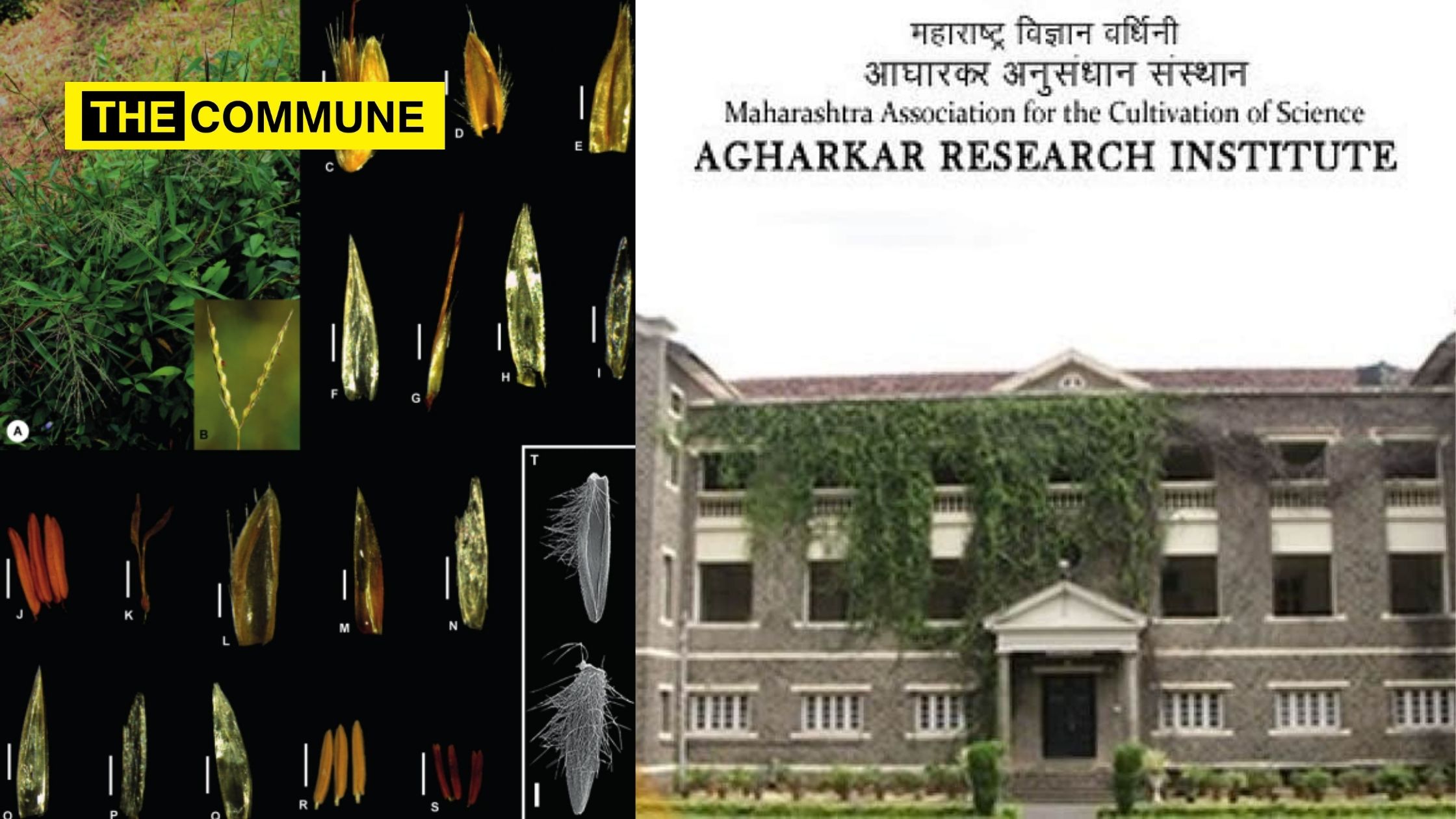 Tough to spot new species of Indian Muraingrasses identified by scientists in Western Ghats