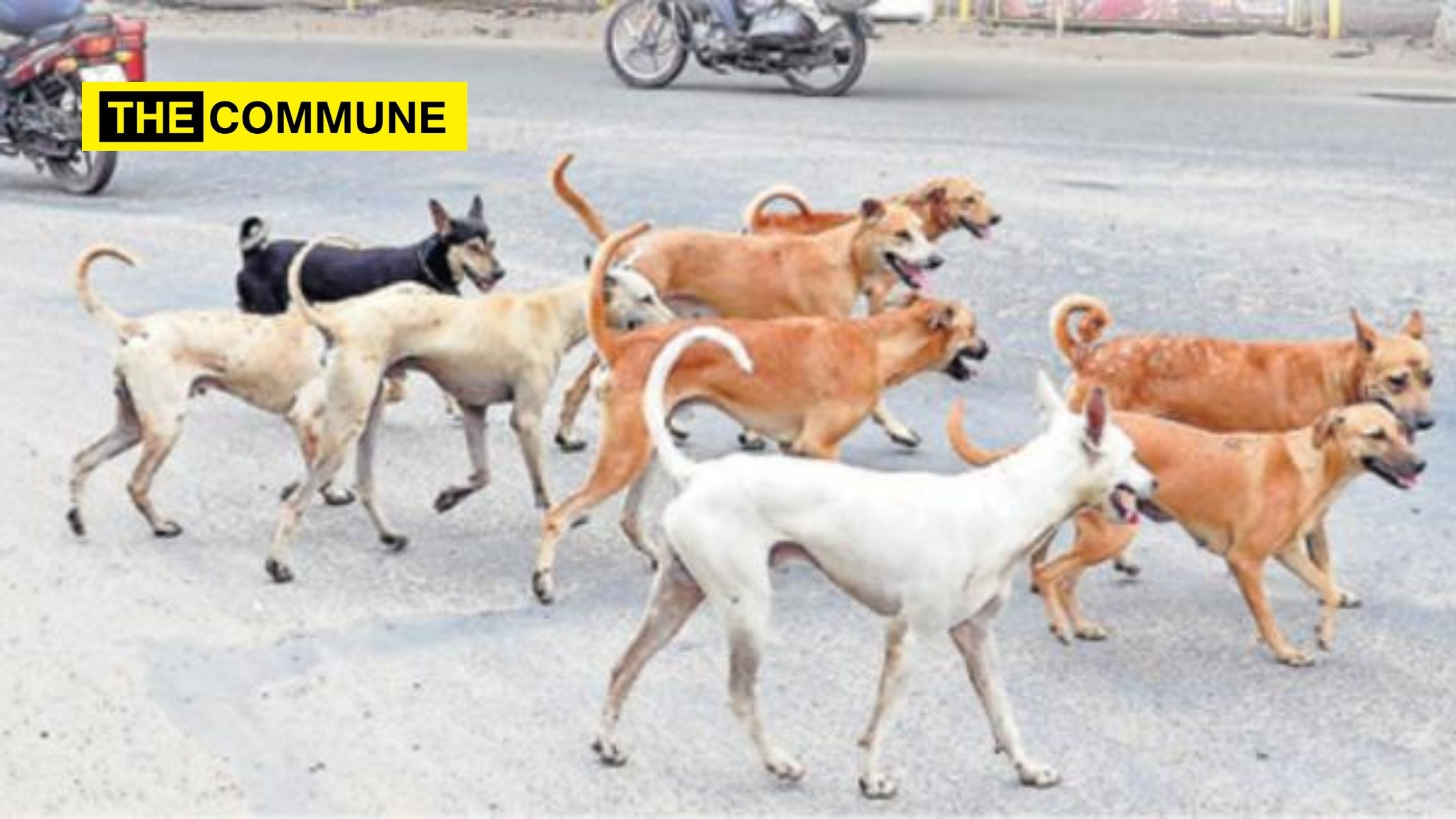 Stray dogs bite 6 people in the same area in a single day in Madurai stray dogs ahmedabad