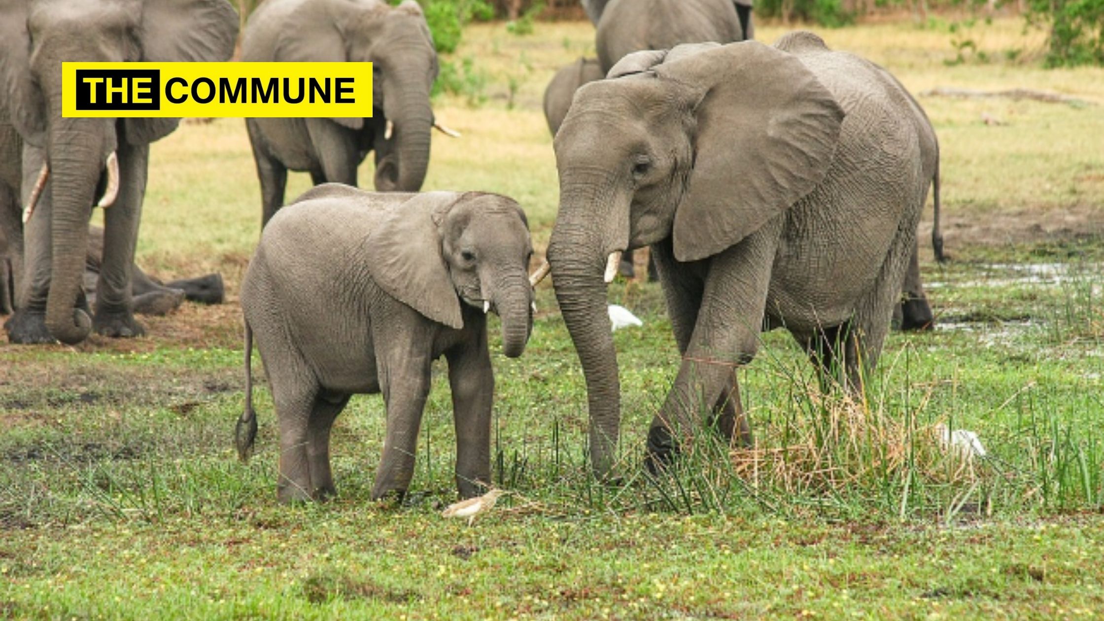 Drones will now monitor the health of Odisha’s elephants odisha karlapat sanctuary