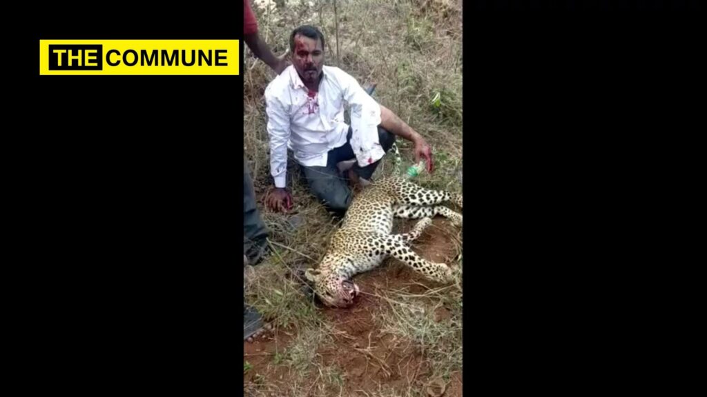 man kills leopard