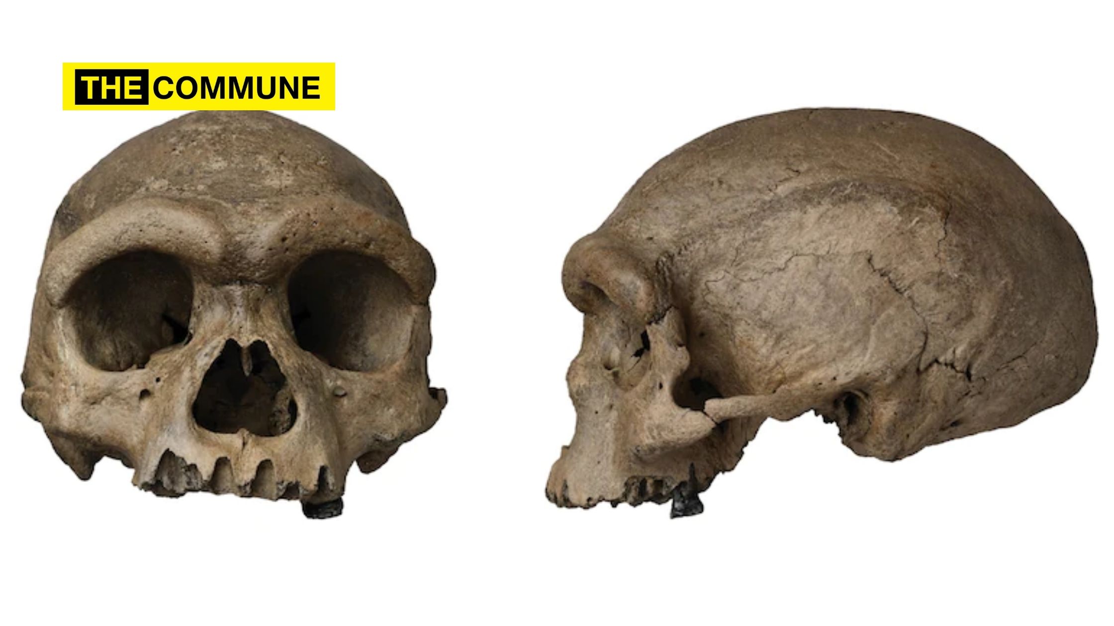 ‘Dragon man’ human skull found in China raises questions about human evolution