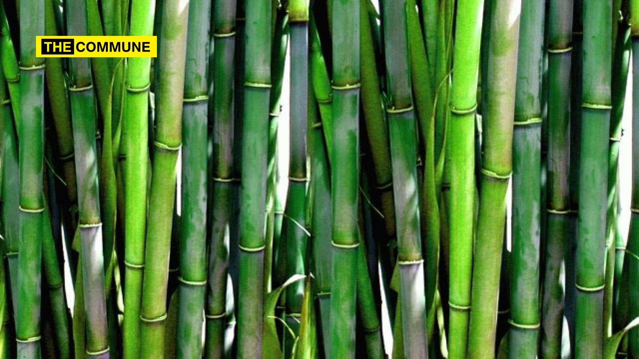 KVIC’s project BOLD to boost bamboo-based economy and tribal community’s income in Rajasthan