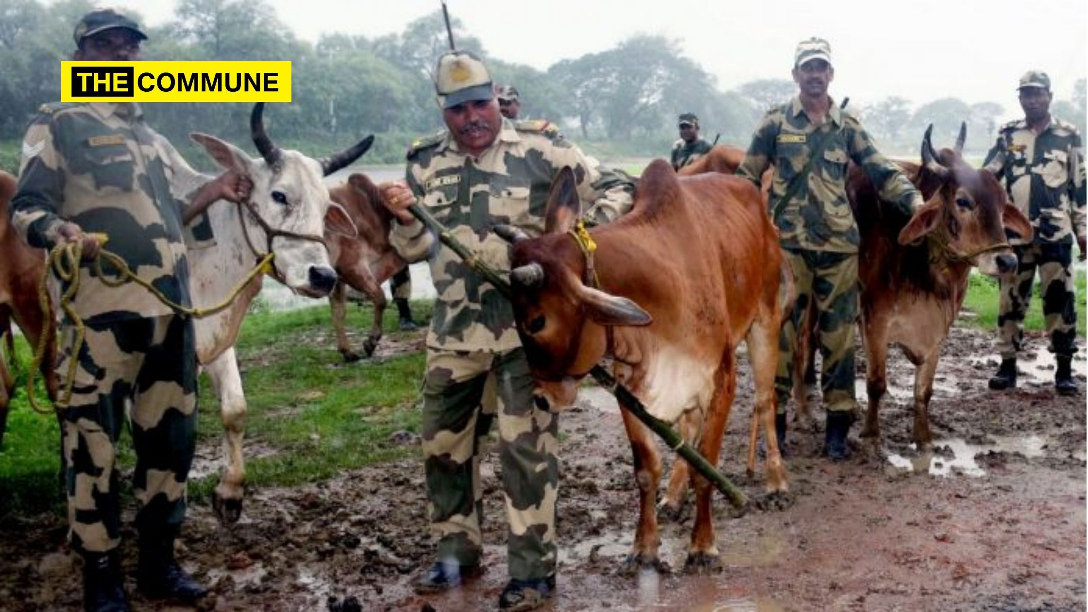 Cattle Smuggling Near Bangladesh Border Falls Drastically - The Commune