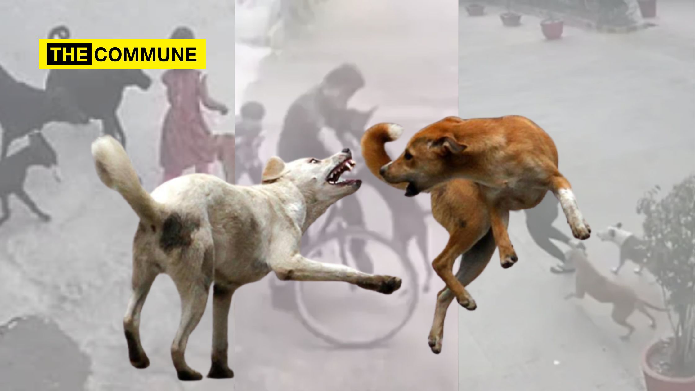It Is High Time The Stray Dog Menace Is Culled - The Commune