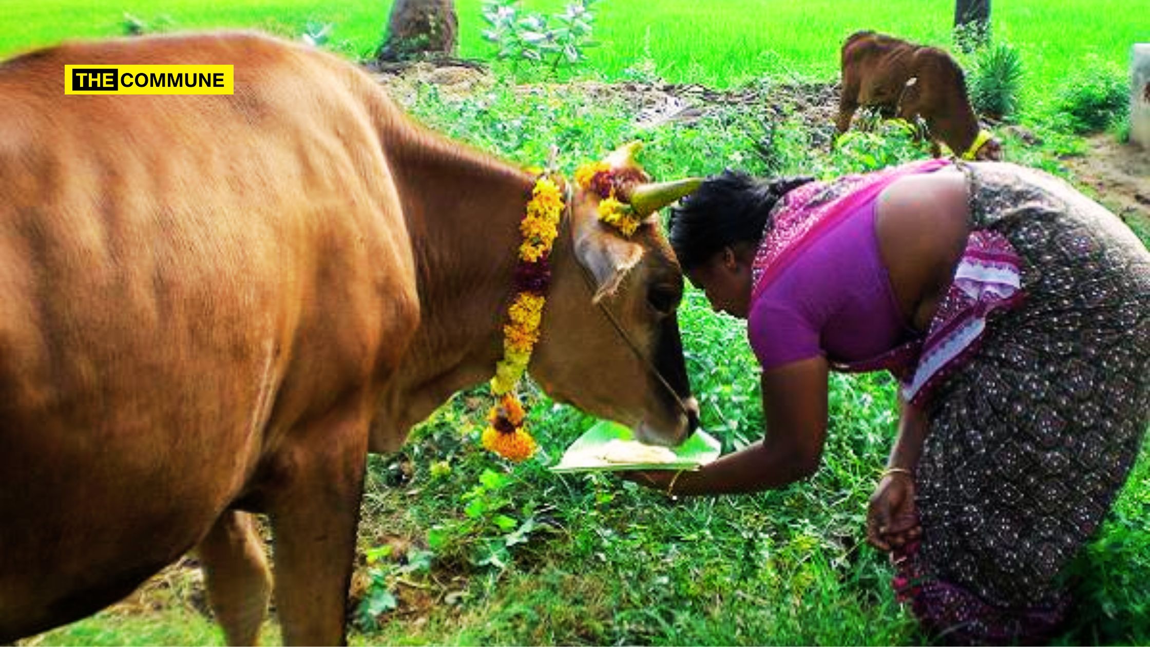 the-sacred-cow-in-tamil-culture-a-symbol-of-reverence-rituals-and