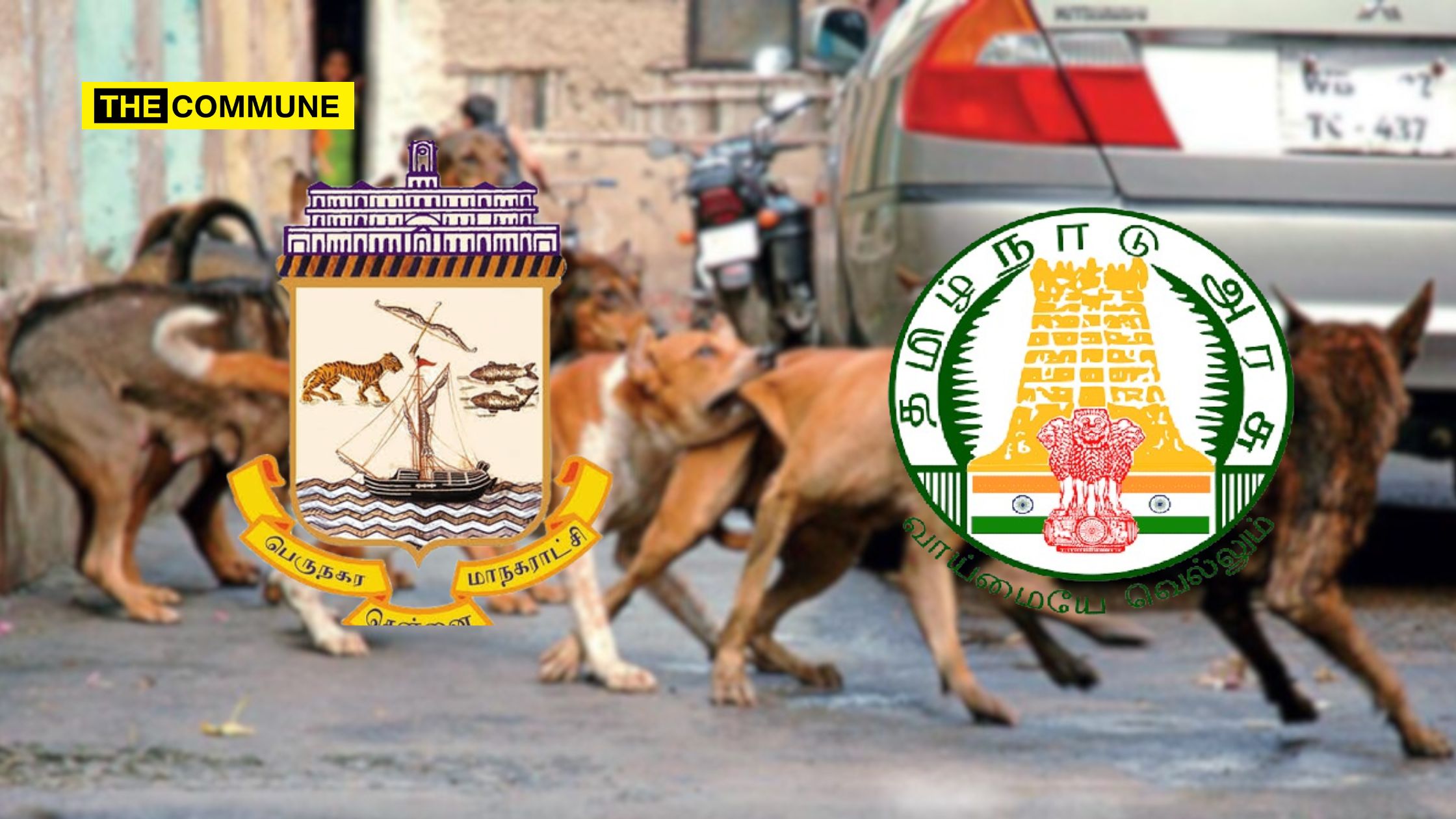 Stray Dog Attacks In Chennai On The Rise, Chennai Corporation Cites Legal Hurdles In Taking Action