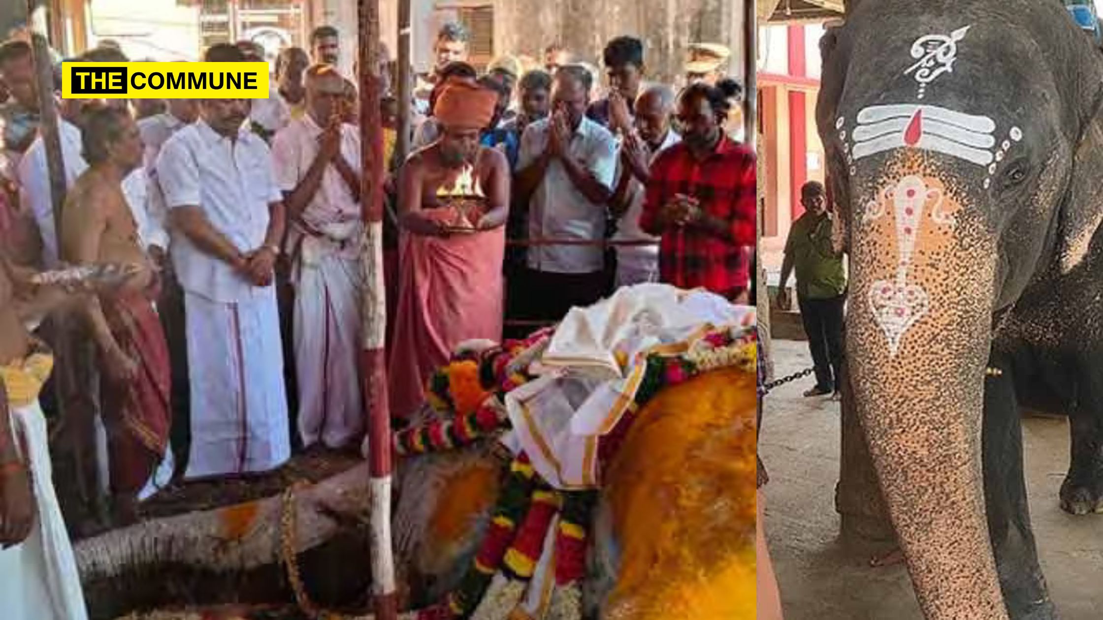 Elephant Tragedy at Kunnakudi Temple Subbulakshmi Dies in Fire, BJP Blames DMK and Temple Admin for Negligence Kunnakudi Temple Elephant Subbulakshmi Dies After Fire Accident, BJP Blames DMK And Temple Admin For Negligence