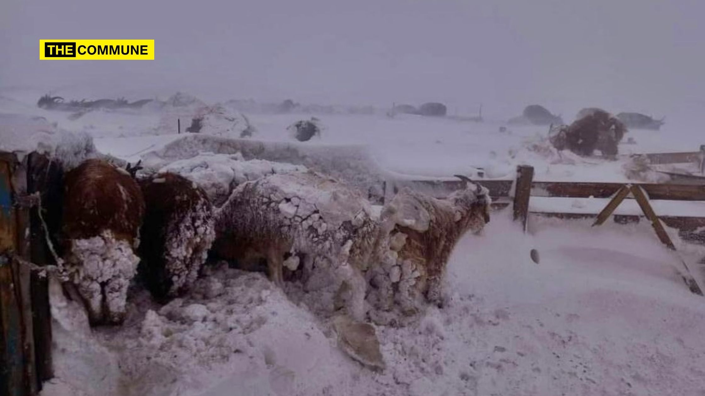 Colder Winter Expected In Mongolia
