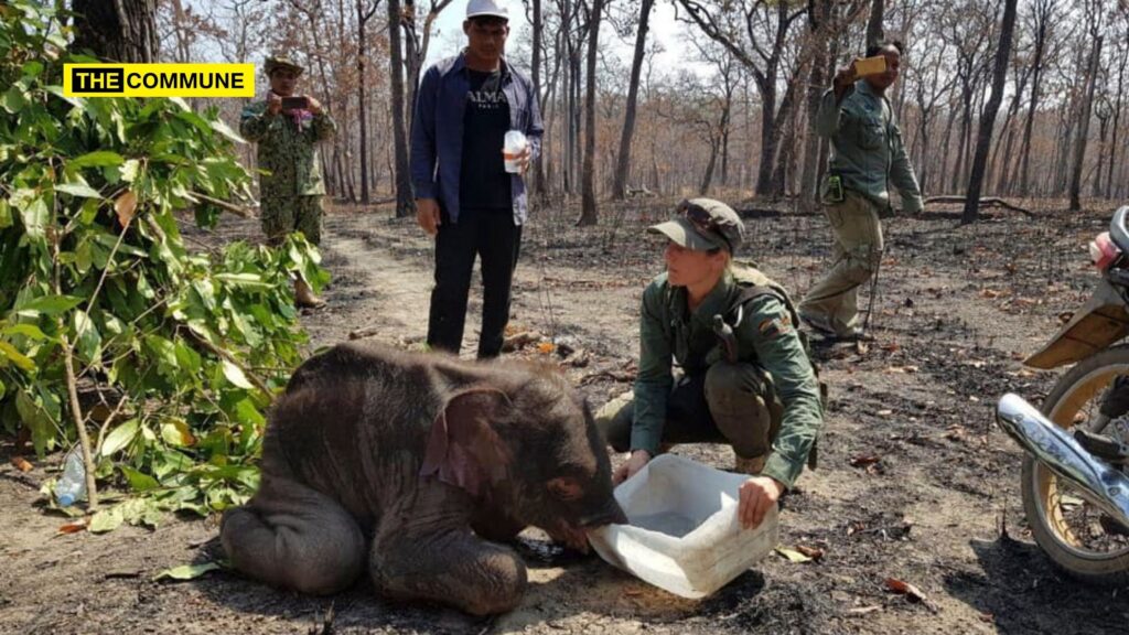 Rare Asian Elephant Found Dead In Bomb Crater In Cambodia