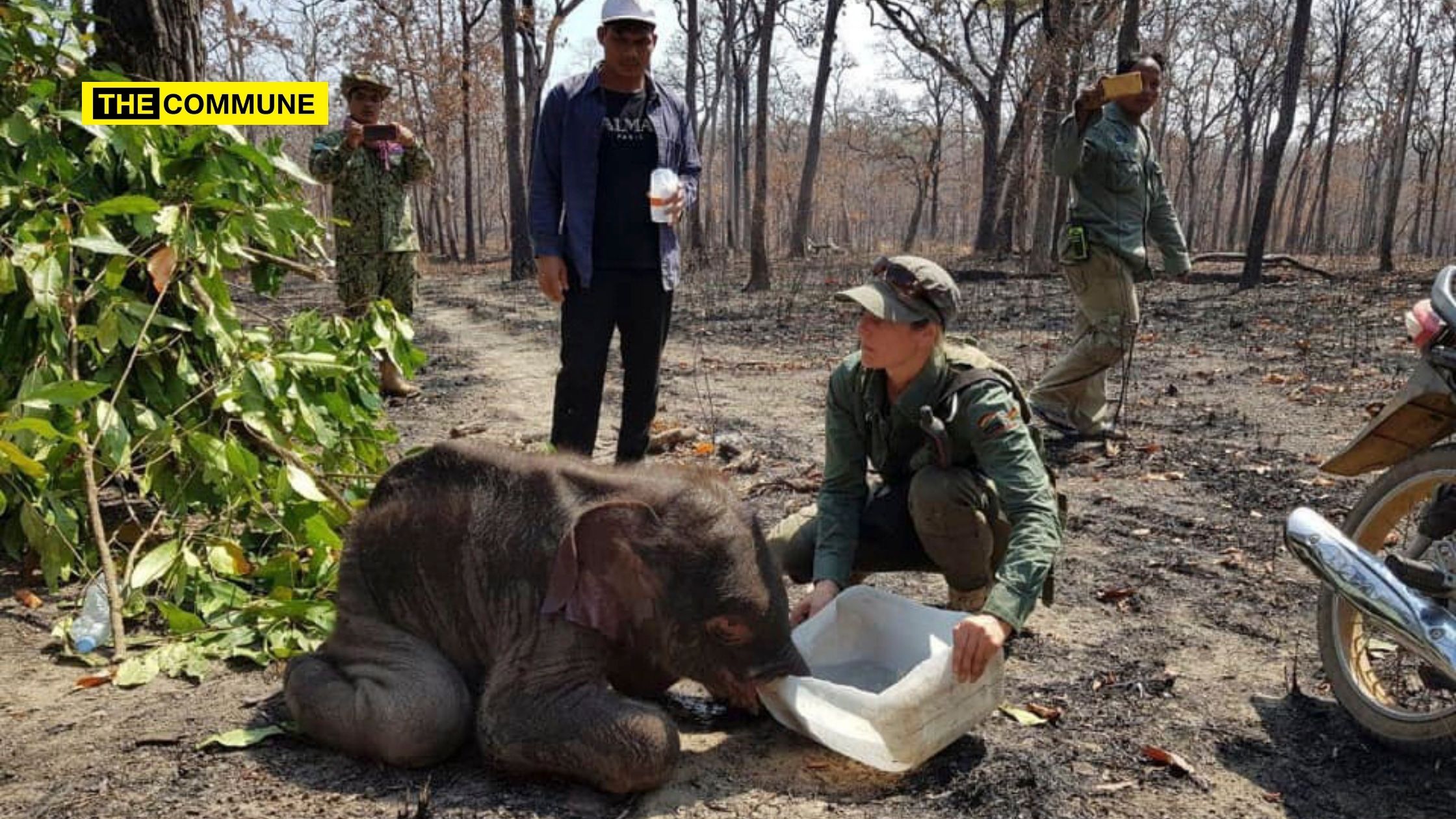 Rare Asian Elephant Found Dead In Bomb Crater In Cambodia Rare Asian Elephant Found Dead In Bomb Crater In Cambodia