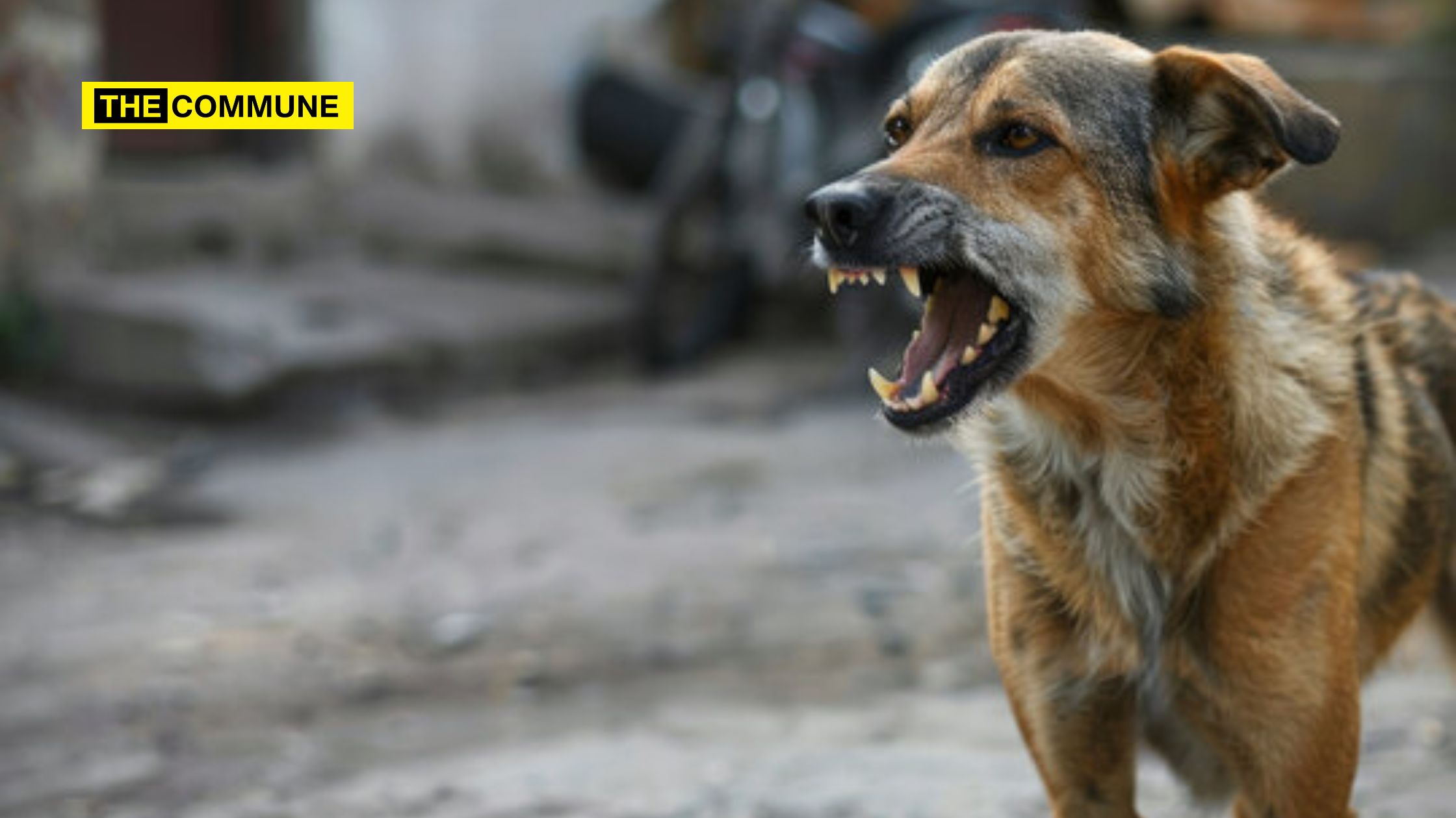 Rabies Cases On The Rise In Dravidian Model Tamil Nadu, Highest In 5 Years pitbull one health vaccination dog bite