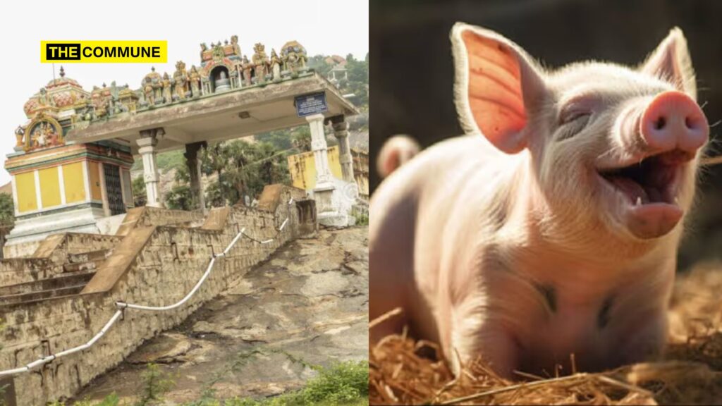 Petition Filed Seeking Permission For Traditional Piglet Offering Ritual At Kashi Vishwanathar Temple On Thiruparankundram Hill