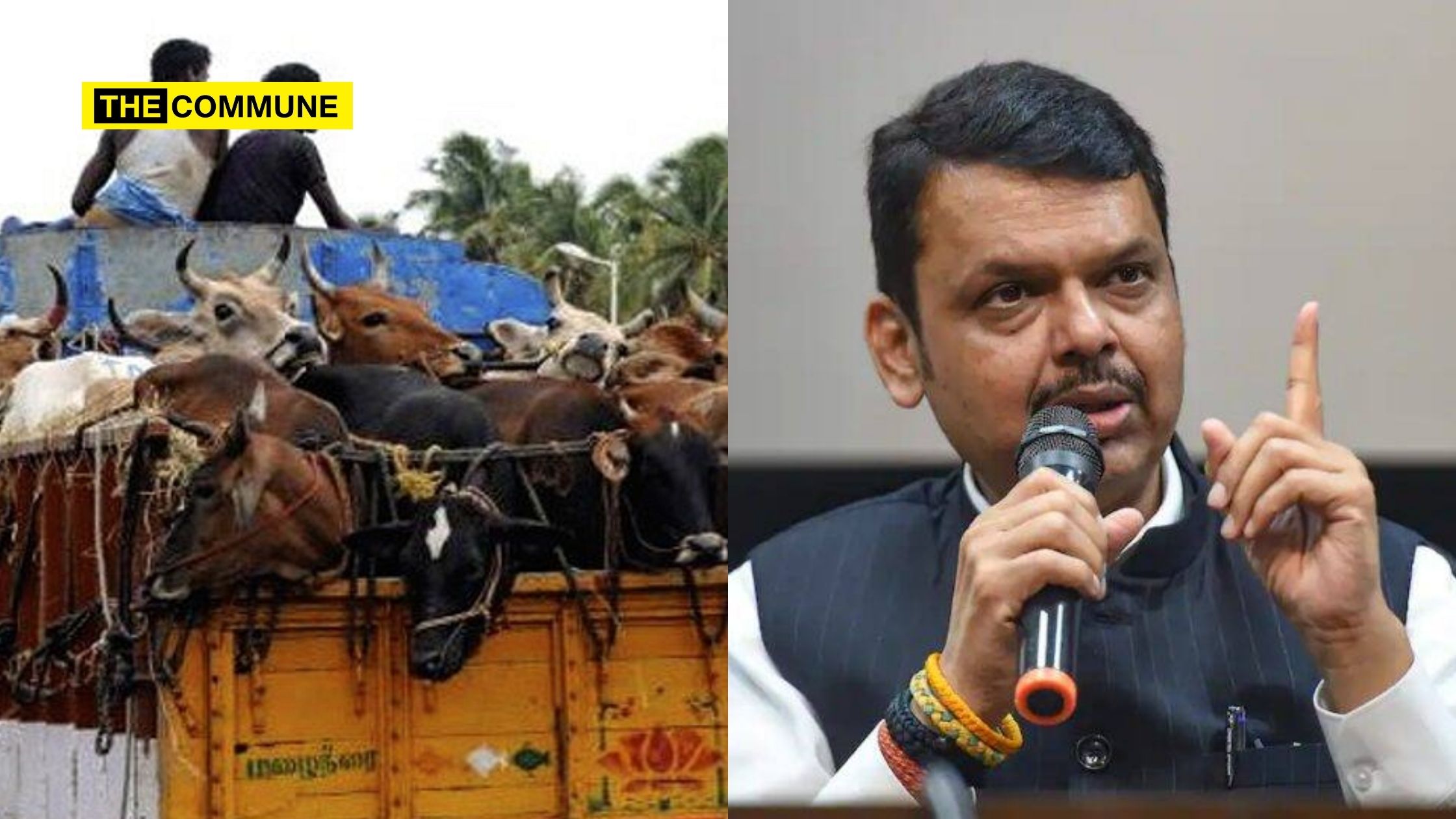 Repeated Offenders In Cow Slaughter Cases To Be Booked Under Stringent Organized Crime Act: Maharashtra CM Devendra Fadnavis