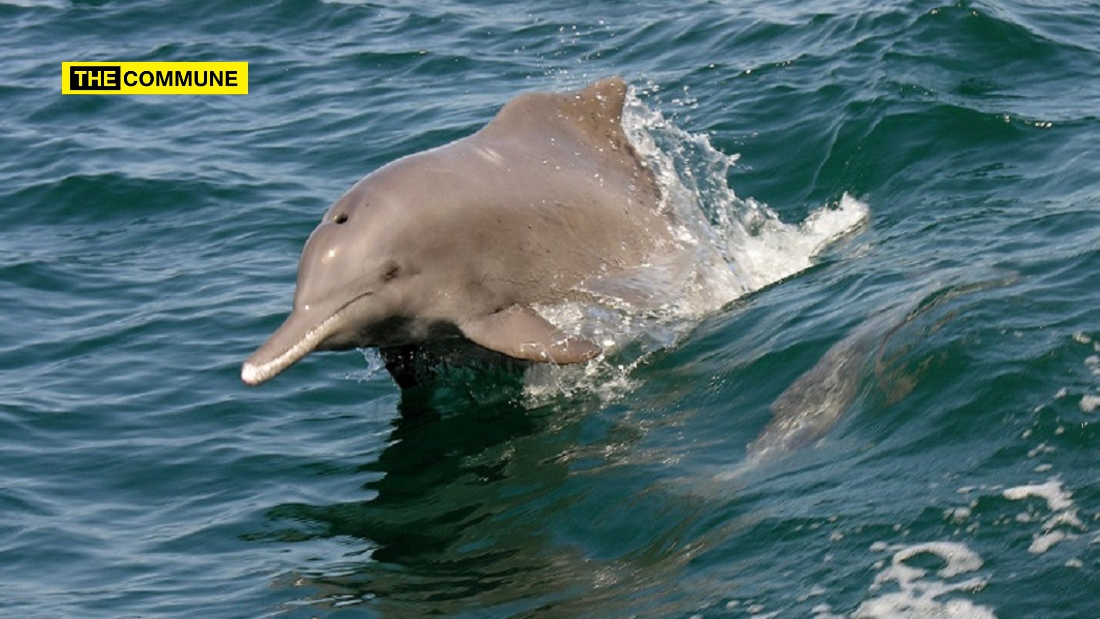 Dolphins Find Safe Haven Along Gujarat’s Coastline; 680 Sighted In Latest Census