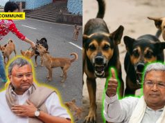 Karnataka Congress Govt Rolls Out ₹2 Cr Stray Feeding Plan Amidst Rising Stray Dog Menace, Karti Chidambaram Slams Saying “Dogs Have No Place In Streets”