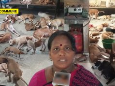 Pudukkottai Mullainagar Residents Raise Alarm Over Woman Sheltering 120+ Stray Dogs For Her YouTube Channel “Amma Chellam” mullainagar dogs youtube