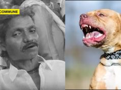Chennai: 55-Year-Old Man Mauled To Death By Pitbull chennai pitbull