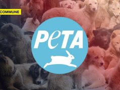 PETA Calls Supreme Court Stray Dog Order “Inhumane”; Here’s How PETA Kills Thousands Of Dogs Annually