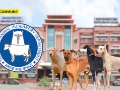 Tamil Nadu Animal Husbandry Department To Begin Official Sale Of Native Dog Breeds tn native dog breeds