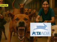 PETA India Opposes Supreme Court Stray Dog Relocation Order, Calls It ‘Impractical And Illegal’ peta india stray dogs supreme court order