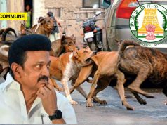 ₹20 Crore A Year To Control Stray Dogs In Tamil Nadu, But Bites Keep Rising – Where Did The Money Go? stray dog tamil nadu