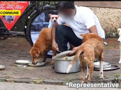 Chennai Begins Crackdown On Stray Dog Feeders, 2 Booked For Feeding Strays stray dog chennai