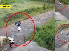 Kerala: Class 9 Girl Narrowly Escapes Stray Dog Attack In Nadapuram stray dog kerala