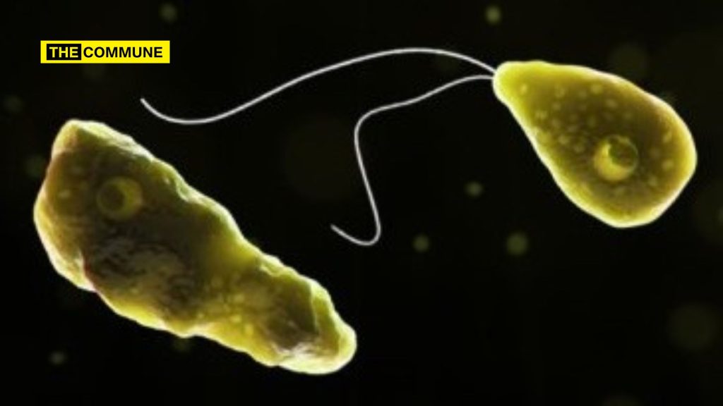 Malappuram Man Dies Of Amoebic Meningoencephalitis; State Toll Rises To Six brain amoeba