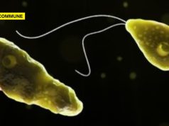 Malappuram Man Dies Of Amoebic Meningoencephalitis; State Toll Rises To Six Malappuram Man Dies Of Amoebic Meningoencephalitis; State Toll Rises To Six brain amoeba