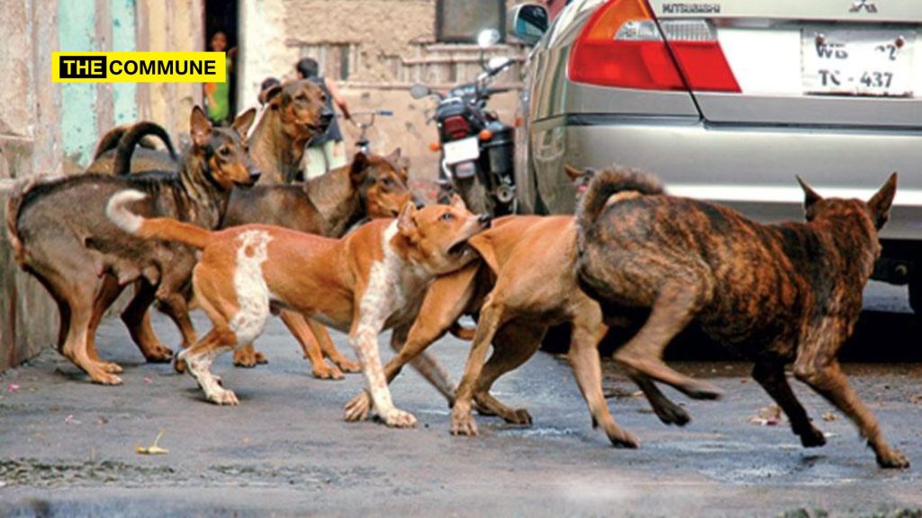 rabies dog bite tamil nadu