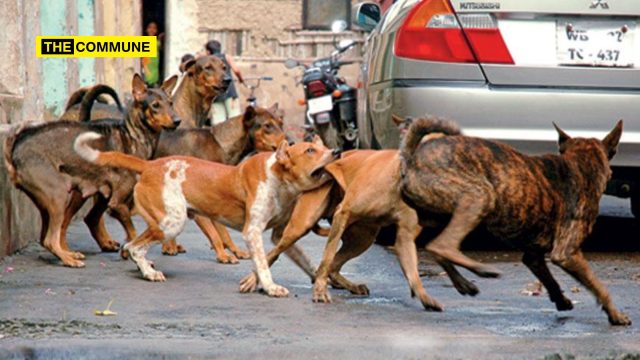 rabies dog bite tamil nadu