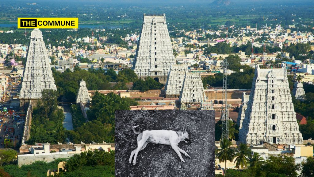 tiruvannamalai arunachaleswarar temple dead dog
