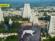 Dog Found Dead At Arunachaleswarar Temple Shrine, Devotees Raise Concerns tiruvannamalai arunachaleswarar temple dead dog
